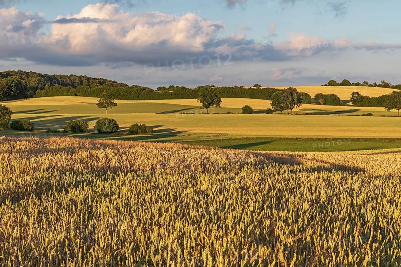 Wheat fields in sunset light near Malente in Schleswig-Holstein, Germany. Agricultural landscape