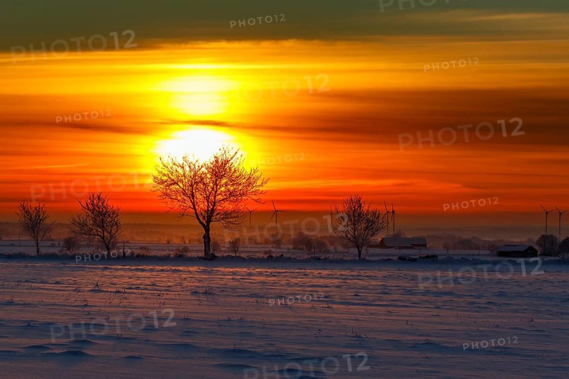 Sunrise in winter landscape with trees and wind turbines in silhouette
