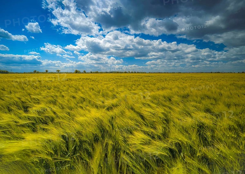 Grain field, barley field, field with barley, blue sky with cumulus clouds, Braunschweig, Lower Saxony, Germany, Europe