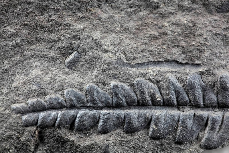 A fossil plant of Carboniferous age from Spain