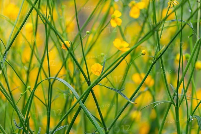 Flower meadow, buttercup (Ranunculus acris), St. Peter Freienstein, Styria, Austria, Europe