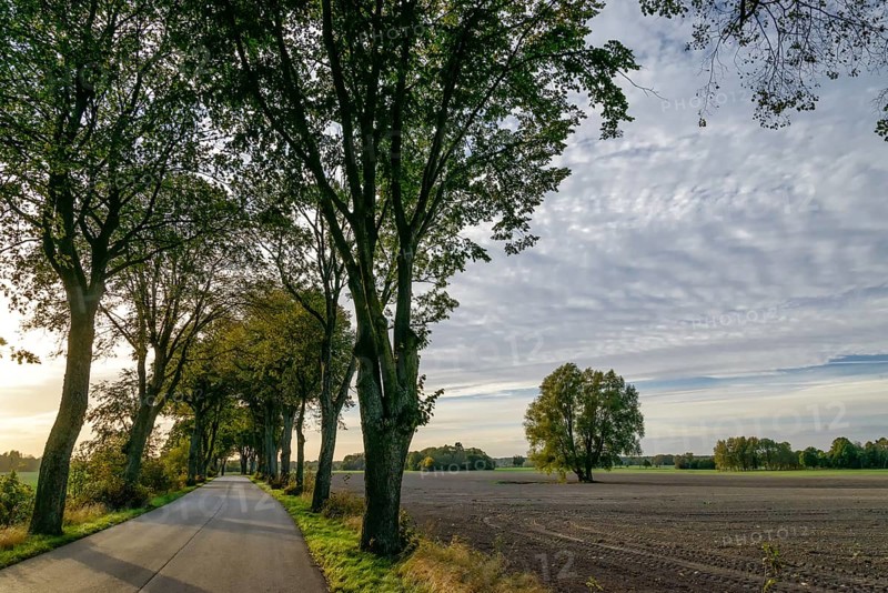 Avenue in Masuria