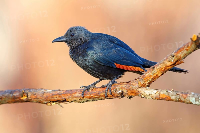A Red-winged Starling on a perch, (Onychognathus morio), Africa, South Africa, KwaZulu-Natal, Giant's Castle Hide, Imbabazane Local Municipality, KwaZulu-Natal, Africa