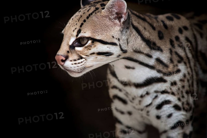 Ocelot (Leopardus pardalis), captive animal, zoo, Pittsburgh Zoo & Aquarium
