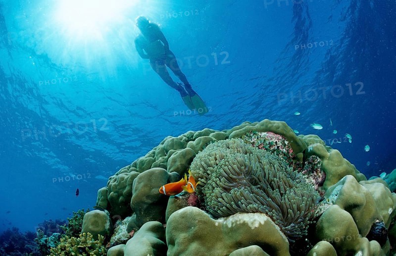 Snorkelling over coral reef with anemone fish, Amphiprion nigripes, Maldives, Indian Ocean, Meemu Atoll, Asia