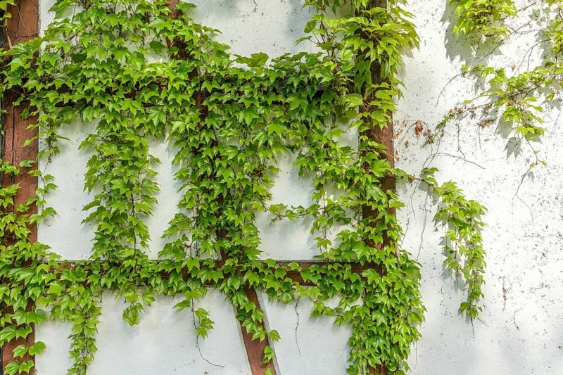 Ornamental Virginia Creeper on a half-timbered house. Alsace, France, Europe