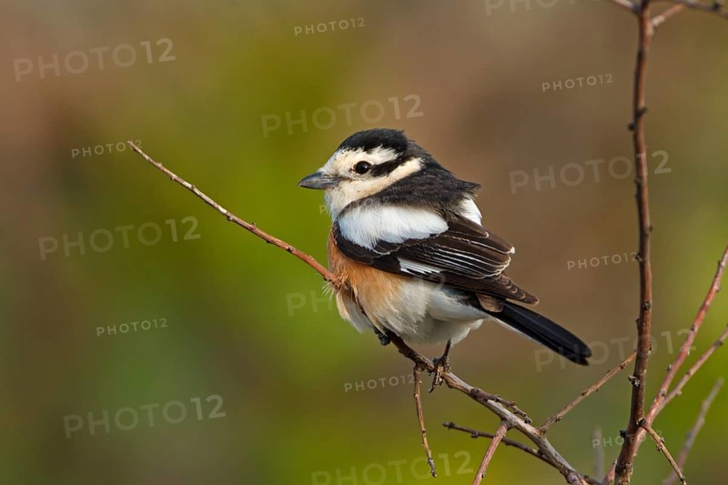 Masked shrike, (Lanius nubicus), Animals, Birds, Shrike family, Perching station, Dolucak, Adyaman, Turkey, Asia