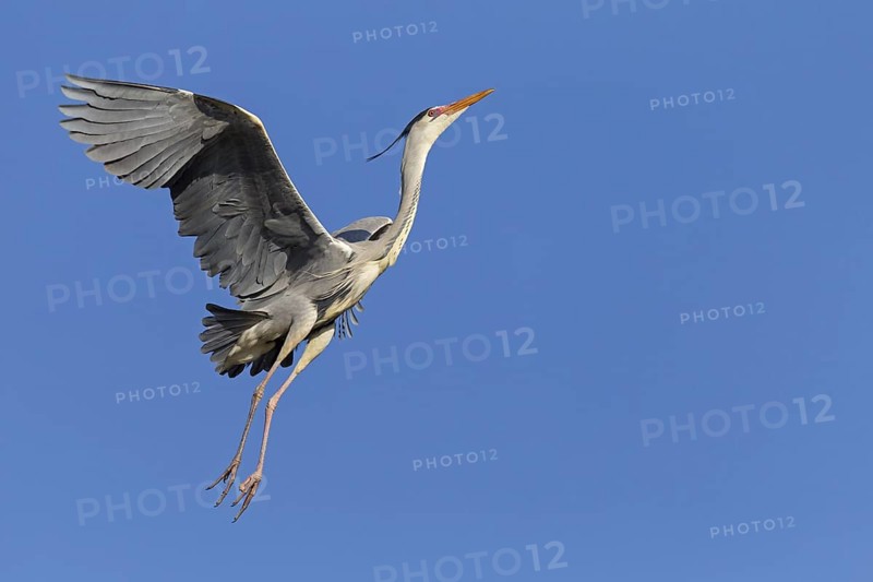 Grey heron, heron, animals, birds, flight photo, nesting material, nest, nest building, (Ardea cinerea), blue sky, family of pelican relatives, Luisenpark, Mannheim, Baden-Württemberg, Federal Republic of Germany
