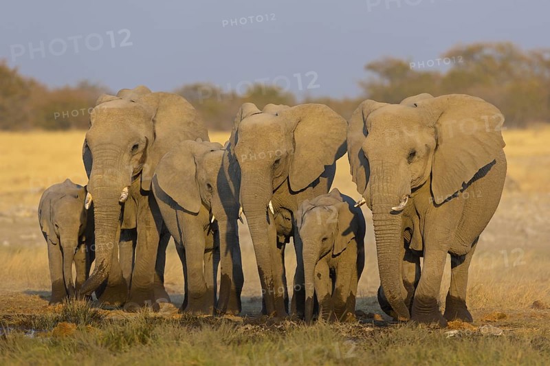 African elephant, (Loxodonta africana), animals, mammals, Africa, mud bath, young animal, Riedfontein Fountain, Oshikoto / Etosha National Park, Namibia, Africa