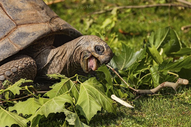 Close-up of a giant tortoise heartily biting leaves while eating