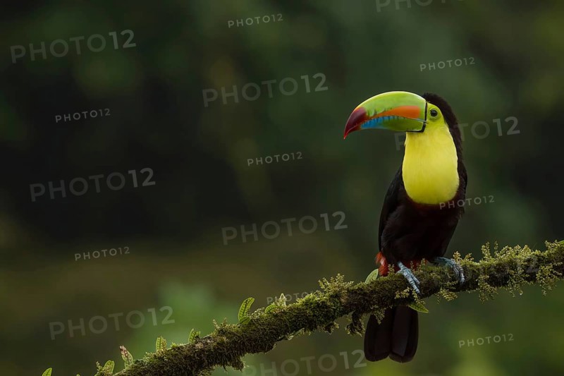 Keel billed toucan, costarica