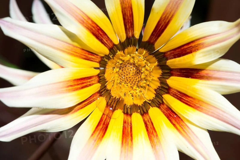 Red and yellow flower stamens. Close up macro