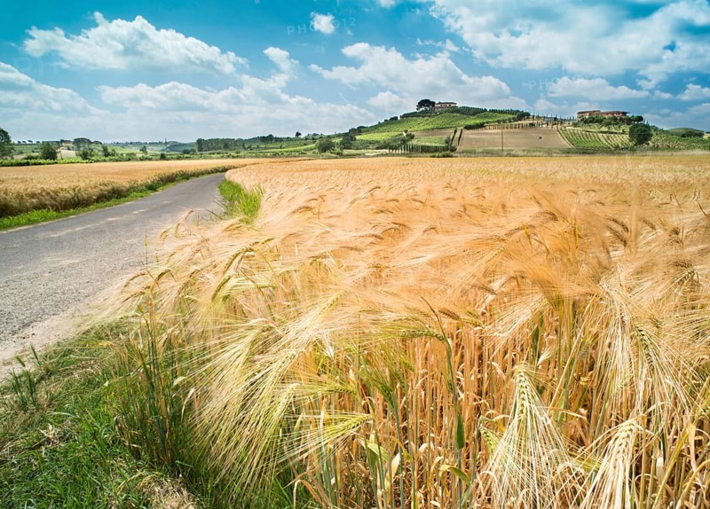 Getreide und Landwirtschaft in der Toskana