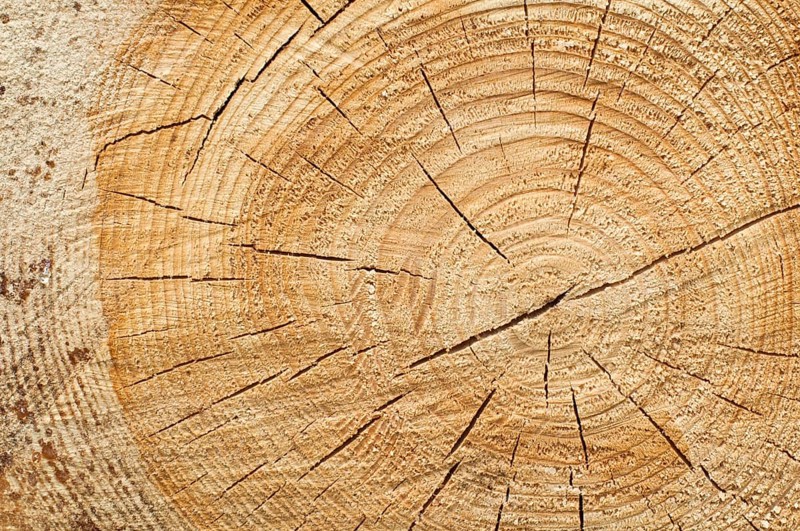 Background of split wood. Close up wood texture