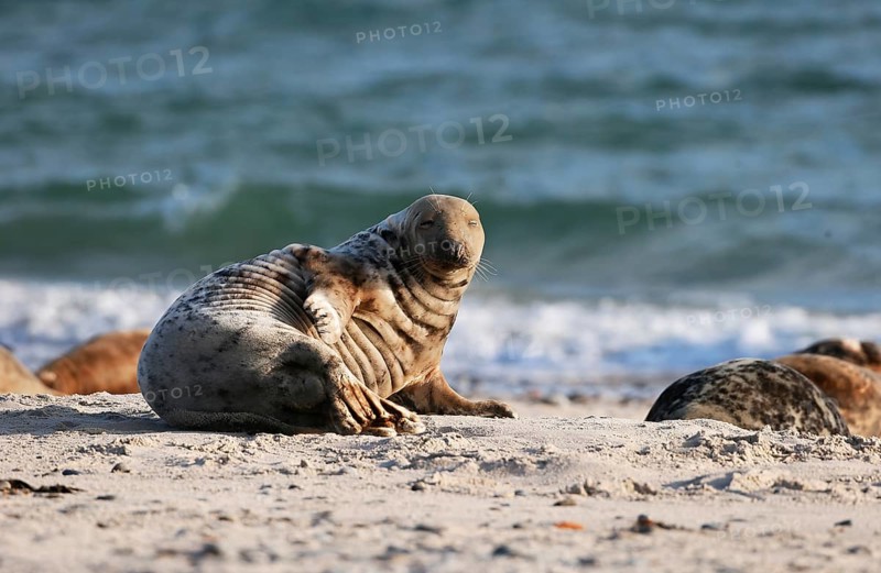 Grey seal (Halichoerus grypus), Heligoland, Schleswig-Holstein, Germany, Europe
