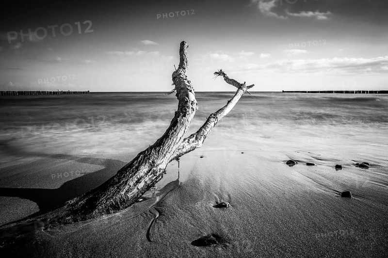 Driftwood on the coast of the Baltic Sea near Kühlungsborn