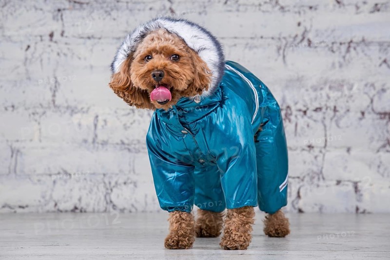 Small funny dog of brown colour with curly hair of toy poodle breed posing in clothes for dogs. Subject accessories and fashionable outfits for pets. Stylish overalls, suit for cold weather for animal
