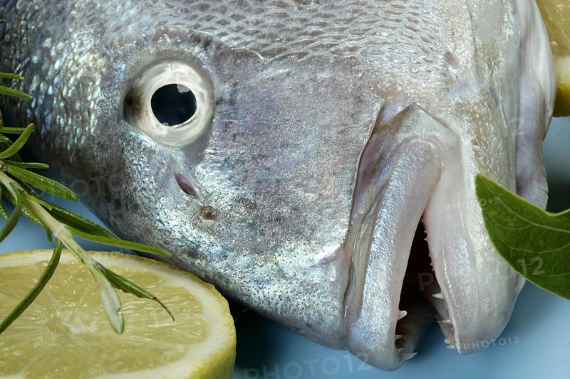 Denton, Mediterranean sparus fish, family of gilthead and snapper