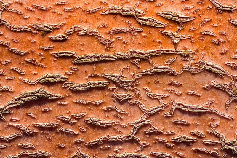 Detail of a pumpkin
