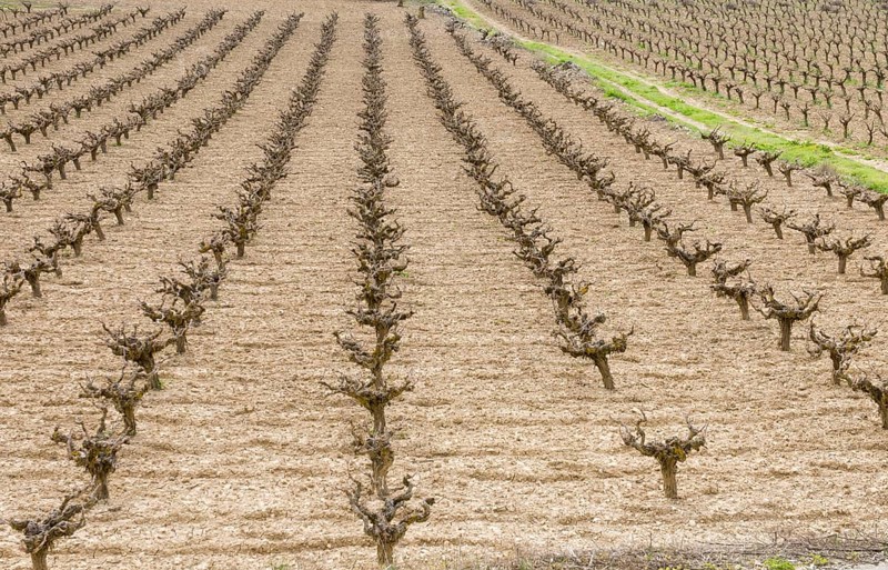 Rows of pruned bare grape vines in early spring, prepared for upcoming budding