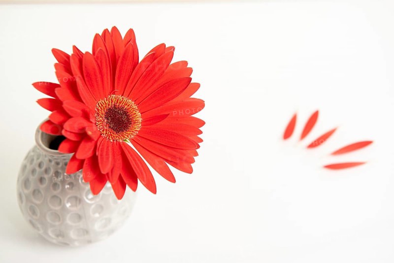 Beautiful red Gazania flower on a white stylish vase. Creative Still life photography