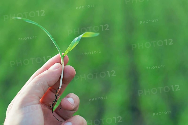 Wheat seedling on the hand. Spring wheat seedling. Growth concept, Young sprout in springtime