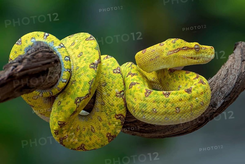 Green Tree Phyton