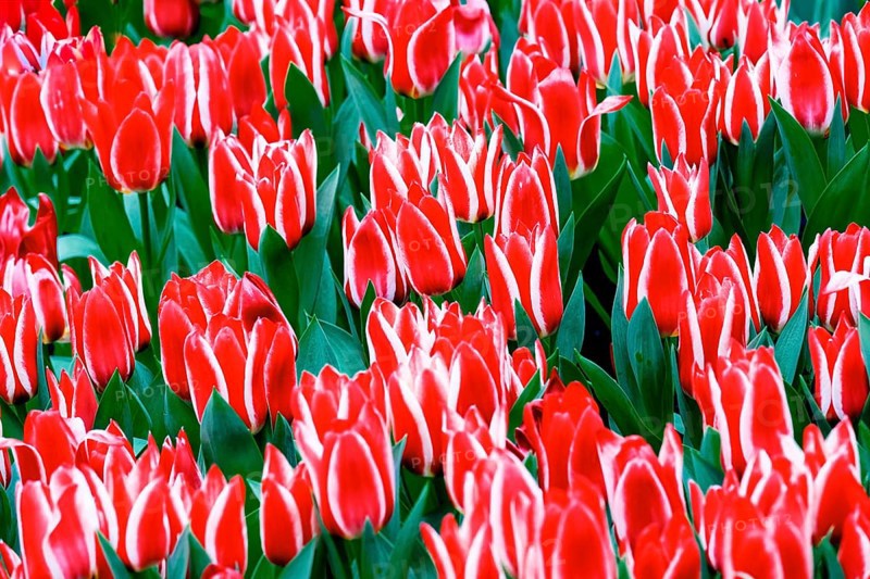 Red and white Greigii tulips Plaisir