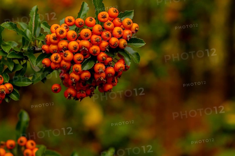 Yew berry. Taxus Yew Shrubs. Red berries on yew tree branch in the garden in autumn. Red rowan on tree branch, seasonal holidays. Nature bright autumnal harvest close-up