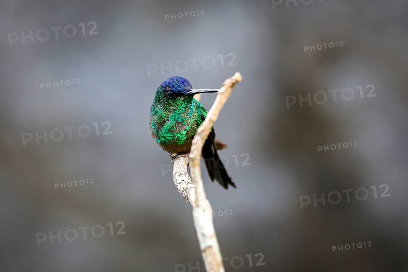 Violet-capped woodnymph perched on a branch against defocused background, Itatiaia, Rio de Janeiro, Brazil, South America
