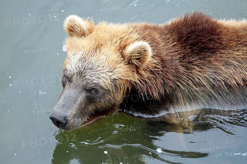 Kamchatka bear Kamtchatkabear