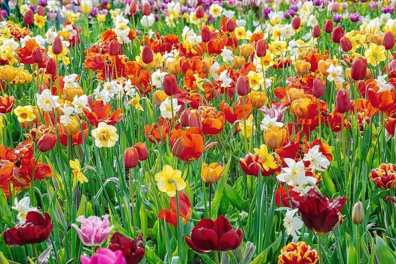 Narcissus and Tulips Flowerbed. Spring in the Netherlands Lisse, Netherlands