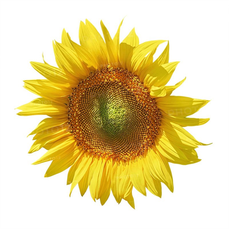 Yellow Sunflower against the White Background Balchik, Bulgaria, Europe