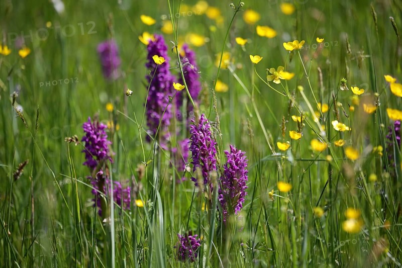 Western marsh orchid, dactylorhiza maja in a meadow with buttercups