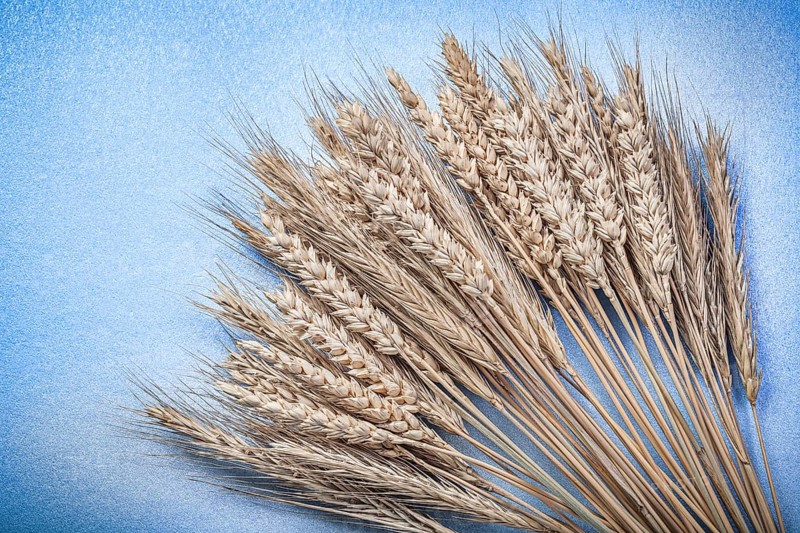 Heap of ripe rye wheat ears on blue background top view