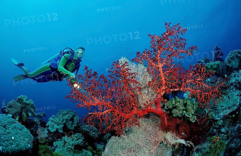 Diver and coral reef, Indonesia, Wakatobi Dive Resort, Sulawesi, Indian Ocean, Banda Sea, Asia