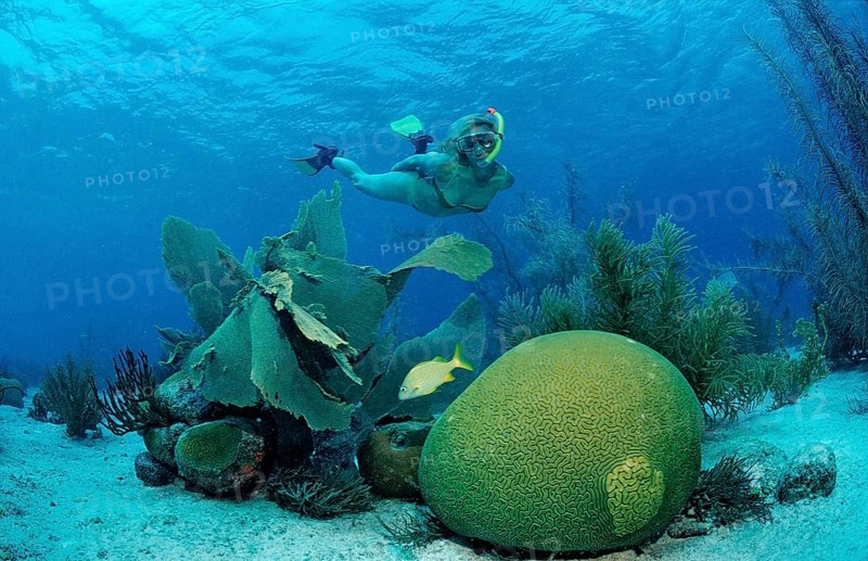 Snorkelling over coral reef, Netherlands Antilles, Bonaire, Caribbean, Caribbean Sea