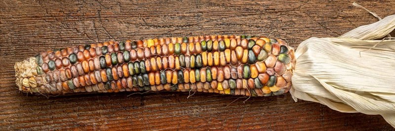 Ornamental corn ears close-up on a rustic wood, fall holidays or harvest concept, panoramic banner