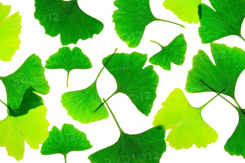 Ginkgo leaves, cropped in front of white background Ginkgo leaves in front of white background