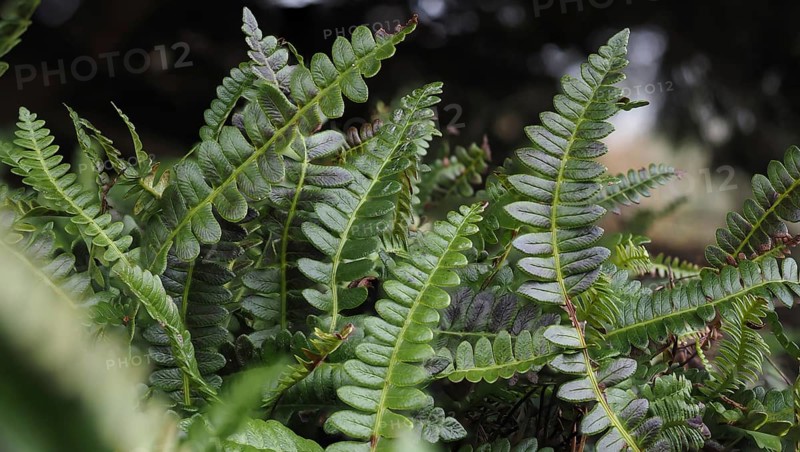 Common ribbed fern (Struthiopteris spicant)