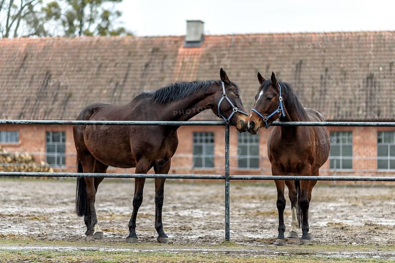 Two bay horses in a paddock on a farm in eastern Poland in Europe