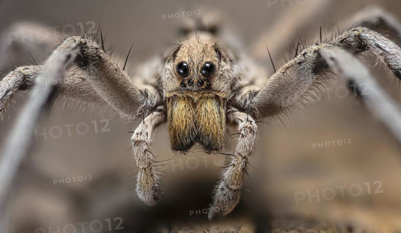 Wolf Spider, Hogna carolinensis