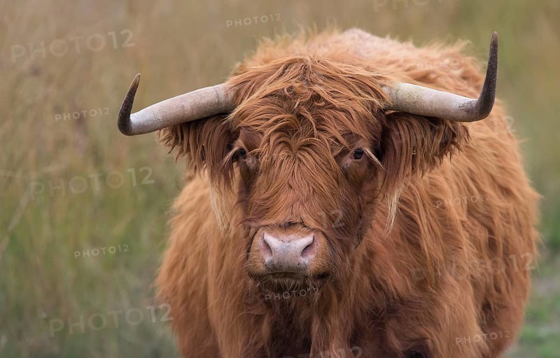 Scottish Highland cow in a nature reserve Scottish Highland cattle in a nature reserve
