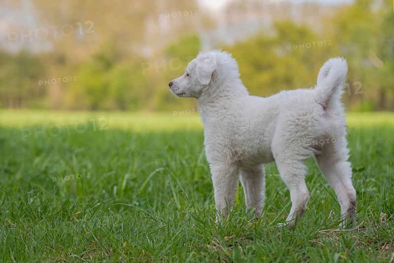 Collier- Labrador- mix puppy