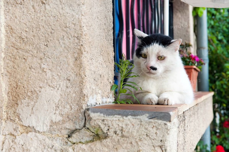 White cat on the balcony outdoor