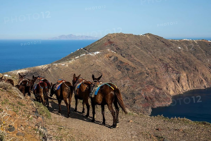 Donkey on the crater rim, Santorini Island (Thira), Cyclades, Greek Islands, Greece, Europe
