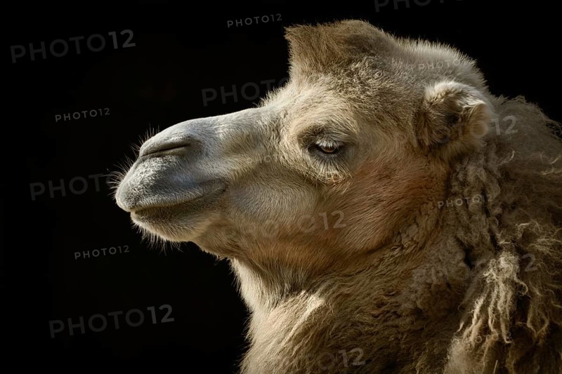 Close up Portrait of Camel over the Dark Background Varna, Bulgaria, Europe