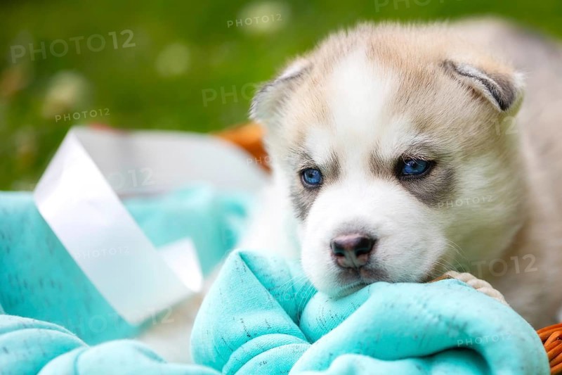 Cute Siberian husky puppy with blue eyes close-up