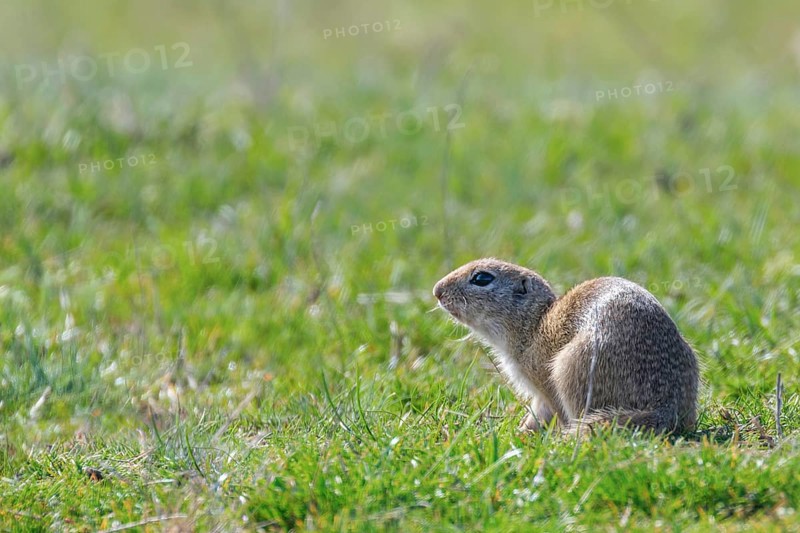 Souslik (Spermophilus citellus) European ground squirrel in the natural environment