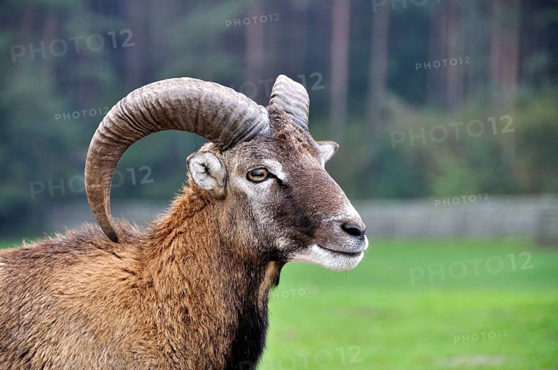 Mouflon clouse-up, in captivity